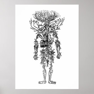 Affiche Le cru humain d'anatomie d'artères