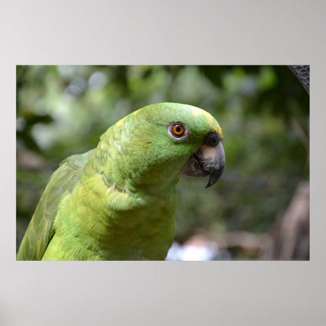 Affiche Le Curieux Parrot (Devant)