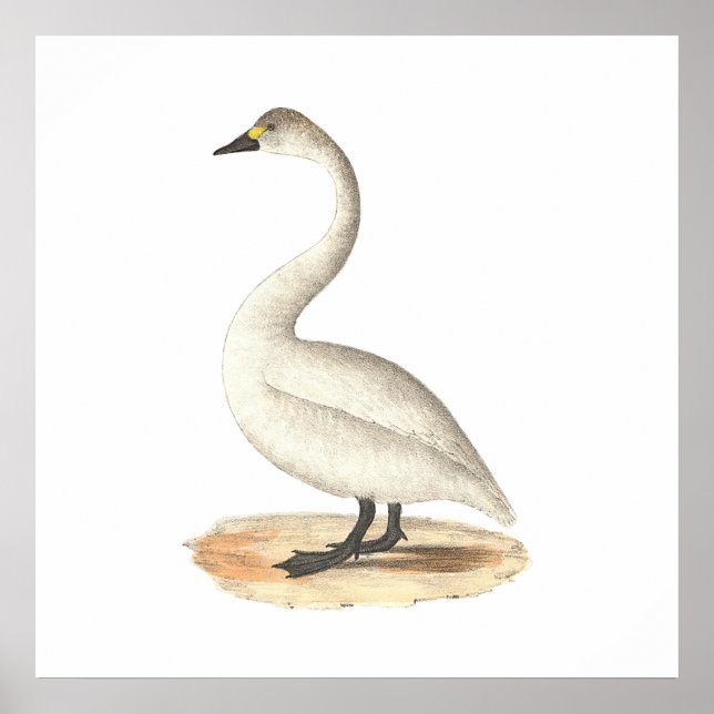 Affiche Le cygne américain (Cygnus americanus) (Devant)
