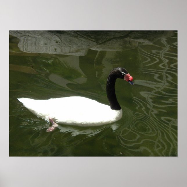 Affiche Le cygne blanc (Devant)
