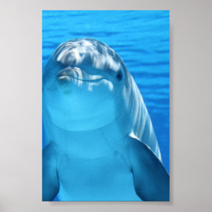 Affiche Le dauphin de Bottlenose regarde l'appareil-photo