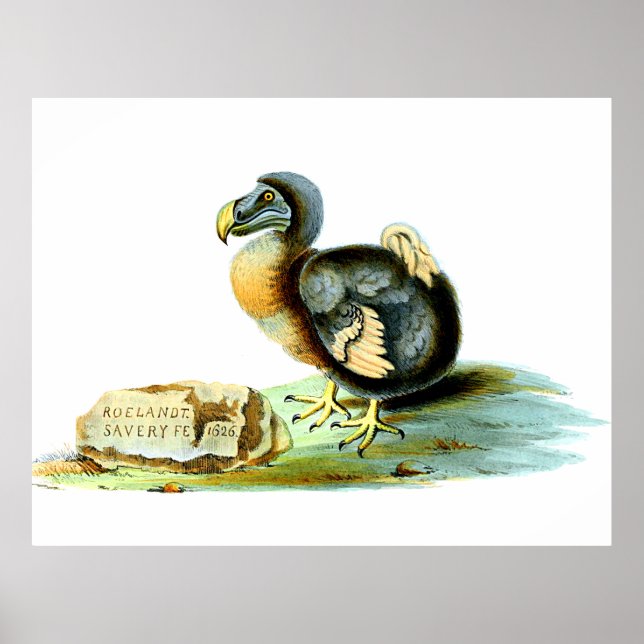 Affiche Le Dodo (Devant)