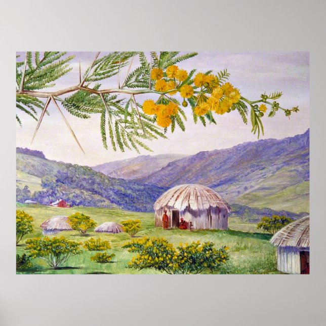 Affiche Le Doornboom sud-africain et les Fingo Huts (Devant)