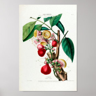 Affiche Le Eugénie Vintage Fruit Flore botanique D Ameriqu
