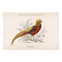 Le faisan doré oiseau victorien vintage