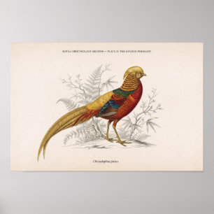 Affiche Le faisan doré oiseau victorien vintage