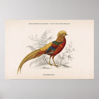 Affiche Le faisan doré oiseau victorien vintage
