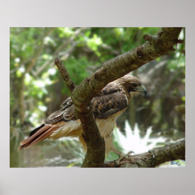 Affiche Le faucon (Devant)