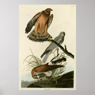 Affiche Le faucon des marais des oiseaux d'Amérique d'Audu