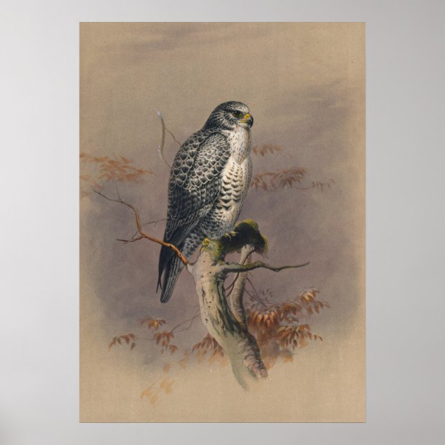 Affiche Le faucon islandais par Joseph Wolf (Devant)