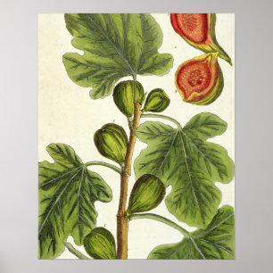 Affiche Le figuier, plaquent 125 "d'un de fines herbes