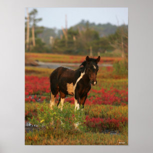 Affiche Le Foal De Chincoteague En Fleurs Rouges