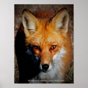 Affiche Le Fox rouge de l'Arkansas