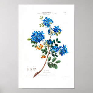 Affiche Le Gayac Vintage Botanique Bleu Pétales Floral Ame