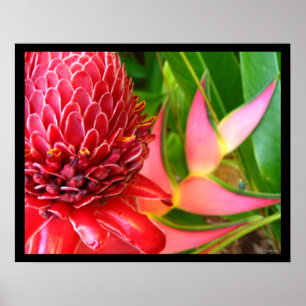 Affiche Le gingembre rouge Heliconia de torche fleurit des