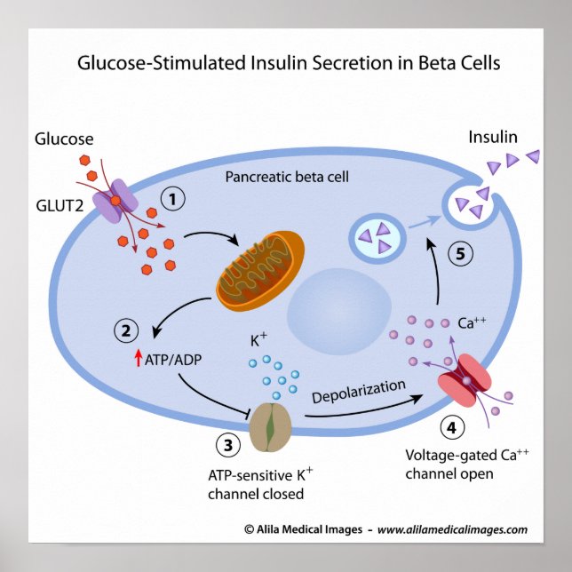 Affiche Le glucose induit la sécrétion d'insuline dans les (Devant)