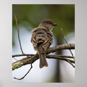 Affiche Le Gobe-Mouche