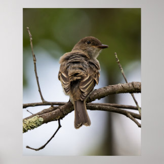 Affiche Le Gobe-Mouche