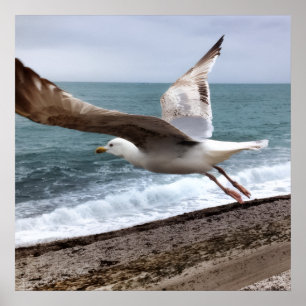 Affiche Le Goëland d'Etretat français