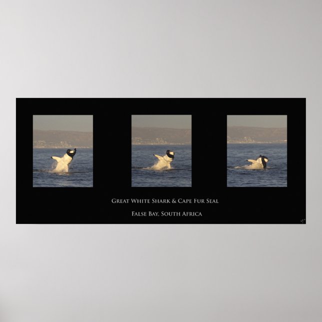 Affiche Le Grand Blanc Prend Le Sceau (Devant)