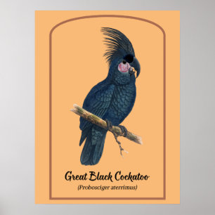 Affiche Le grand Cockatoo noir