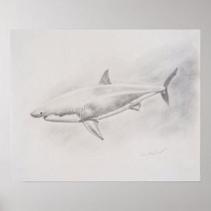 Affiche Le grand dessin de requins blancs