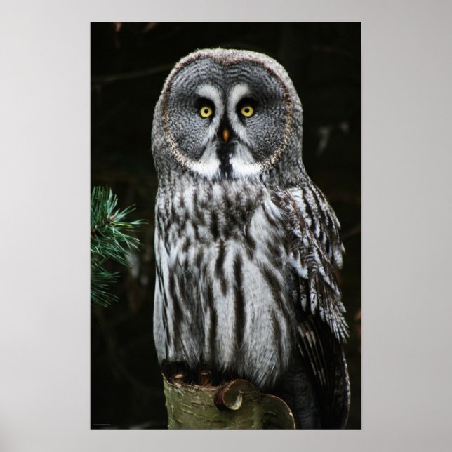 Affiche Le grand hibou gris (Devant)