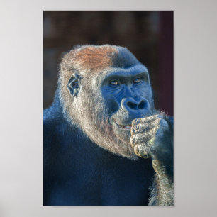 Affiche Le Grin de Gorilla Lope