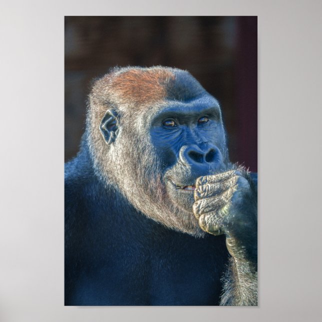 Affiche Le Grin de Gorilla Lope (Devant)