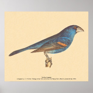 Affiche Le Grosbeak bleu, les oiseaux new-yorkais de James