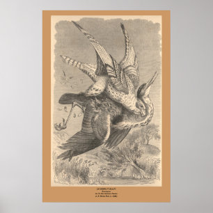 Affiche Le Gyrfalcon