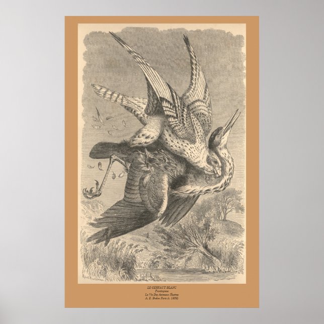 Affiche Le Gyrfalcon (Devant)