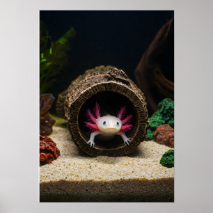 Affiche Le haut de l'Axolotl