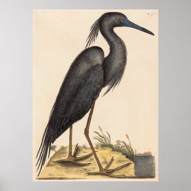 Affiche Le héron bleu (Ardea coerulea) (Devant)