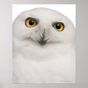 Affiche le hibou masculin de Milou (scandiacus de Bubo)