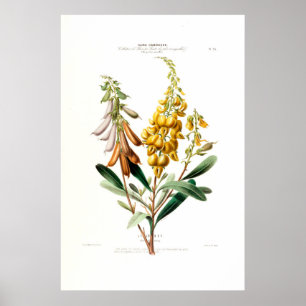 Affiche Le Jouet Jaune doré Botanique Floral Amerique