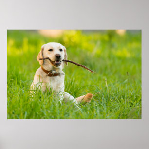 Affiche Le Labrador Jaune se rapproche avec un bâton