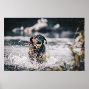Affiche Le Labrador Noir Joue Dans L'Eau