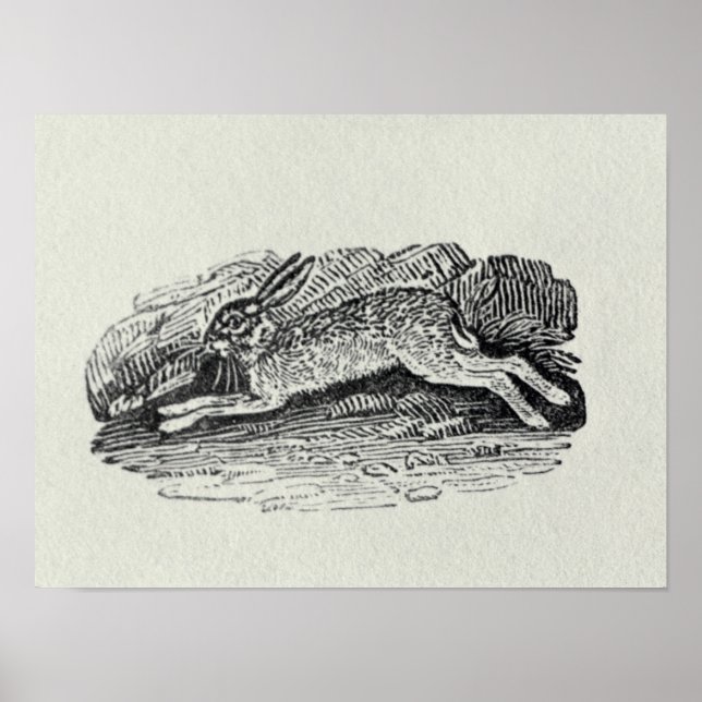 Affiche Le lièvre (Devant)