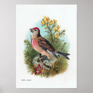 Affiche Le Linnet Rose