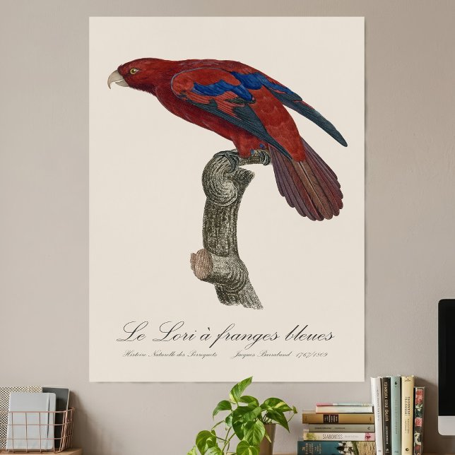 Affiche Le Lori a franges bleues (Long-Tailed Red Lory, Trichoglossus borneus. Poster)