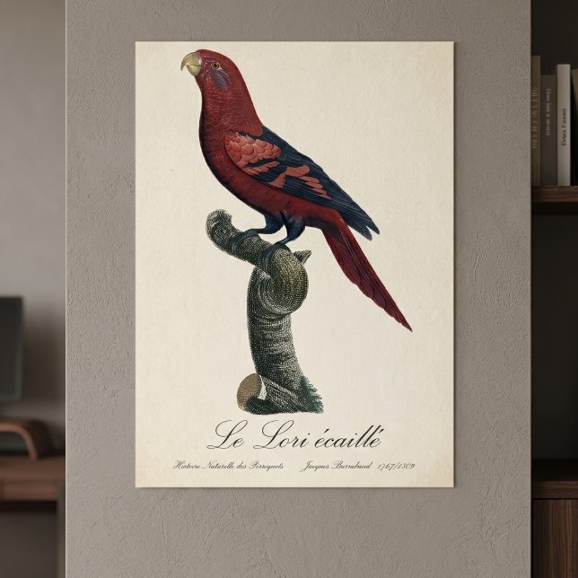 Affiche Le Lori ecaille / Lory à rayures bleues (Blue-Streaked Lory, Trichoglossus reticulatus. Poster )