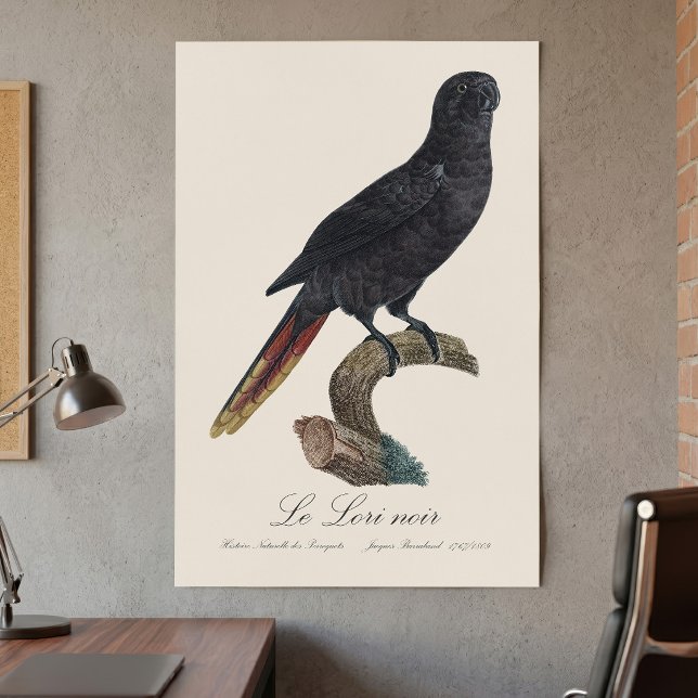Affiche Le Lori noir / Lory noir (Black Lory or Red-Quilled Lory, Chalcopsitta atra. Poster )
