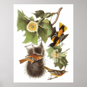 Affiche Le loriot du nord d'Audubon