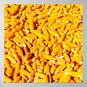 Affiche Le maïs sur la plaque