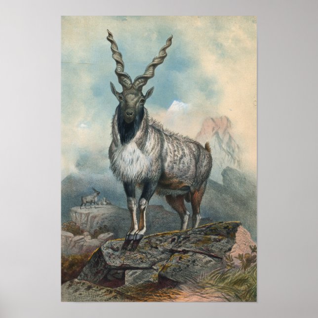 Affiche Le Markhore par Joseph Wolf (Devant)