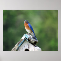 Le merle bleu de l'Est à la maison