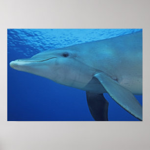 Affiche Le Mexique, Cozumel. Dauphin de Bottlenosed,