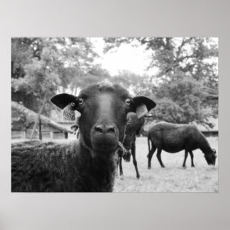 Affiche Le mouton noir