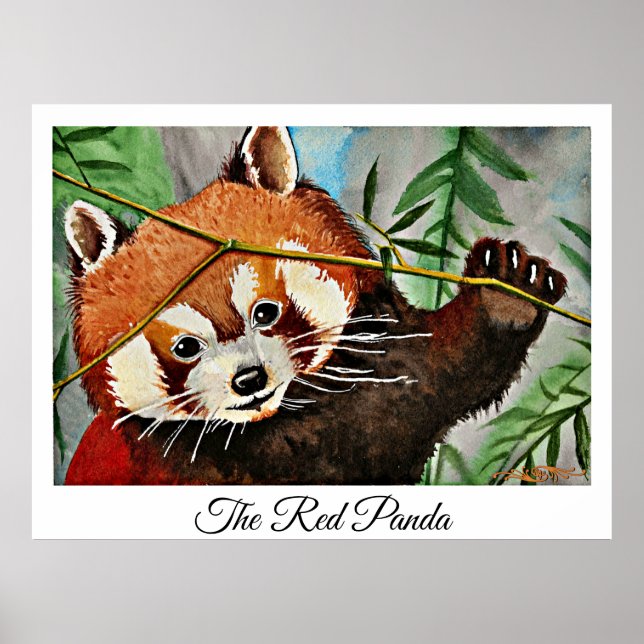 Affiche Le Panda roux (Devant)